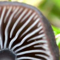 Gills of Entoloma mougeotii
