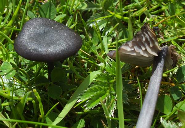 Entoloma mougeotii, Wales