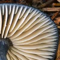 Entoloma nitidum, gills - paictre: Andreas Kunze