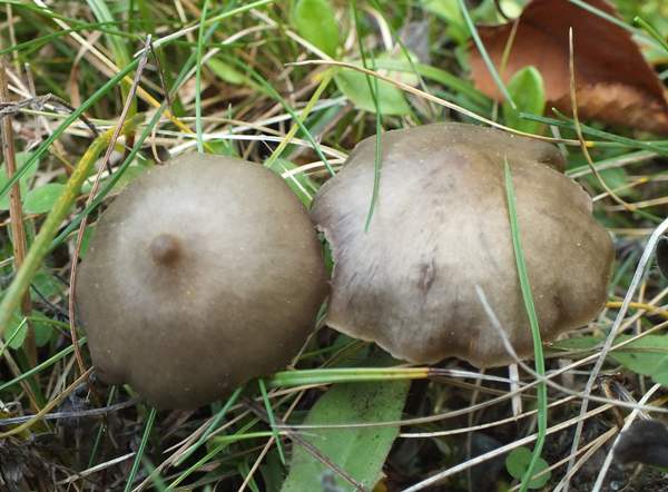 Entoloma papillatum - Papillate Pinkgill , France