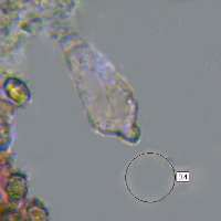 Cheilocystidium of Entoloma porphyrophaeum