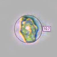 Spores of Entoloma porphyrophaeum