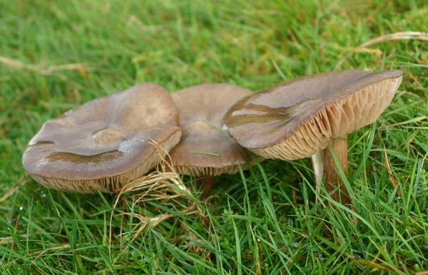 Entoloma porphyrophaeum - Lilac Pinkgill