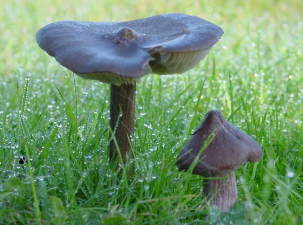 Entoloma porphyrophaeus, young and mature specimens