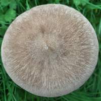 Entoloma porphyrophaeum, an aged cap