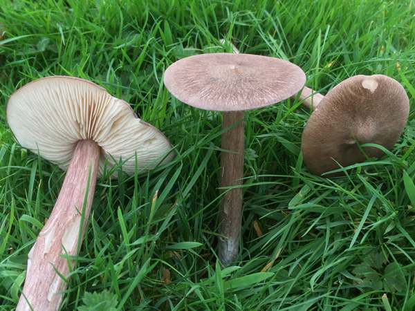 Entoloma porphyrophaeum - Lilac Pinkgill, England