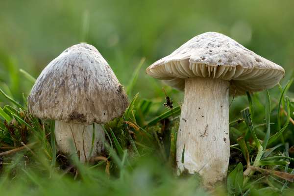 Entoloma prunuloides