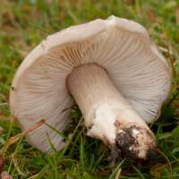 Gills of Entoloma prunuloides