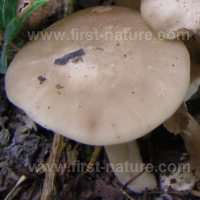 Cap of Entoloma rhodopolium - Wood Pinkgill