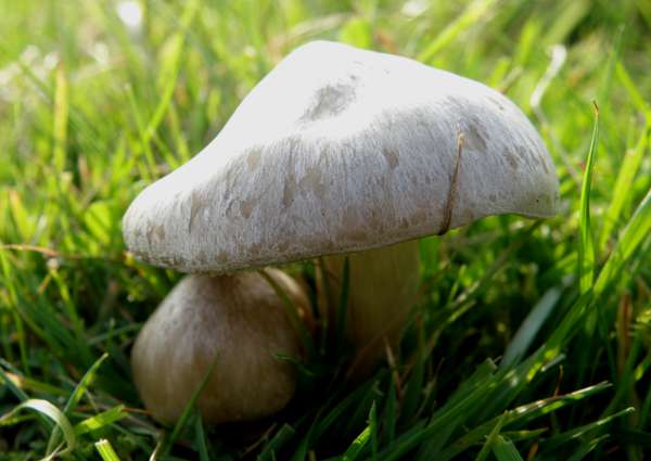 Entoloma saepium under a Hawthorn tree