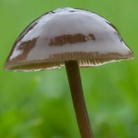 Entoloma sericeum, cap and stem