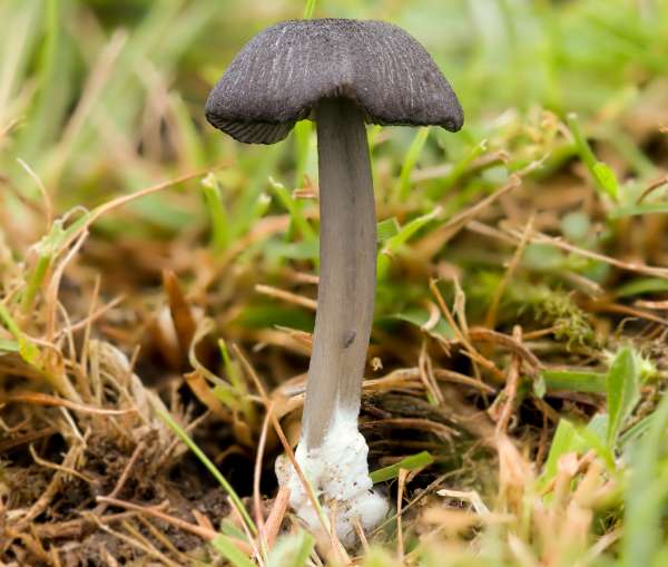 Entoloma serrulatum - singleton from southern England