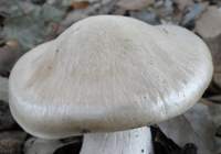 Cap of Entoloma sinuatum