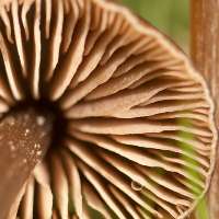 Entoloma papillatum, gills and stem