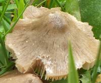 Unbonate cap of Entoloma vernum