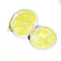 Spores of Rhodocybe gemina