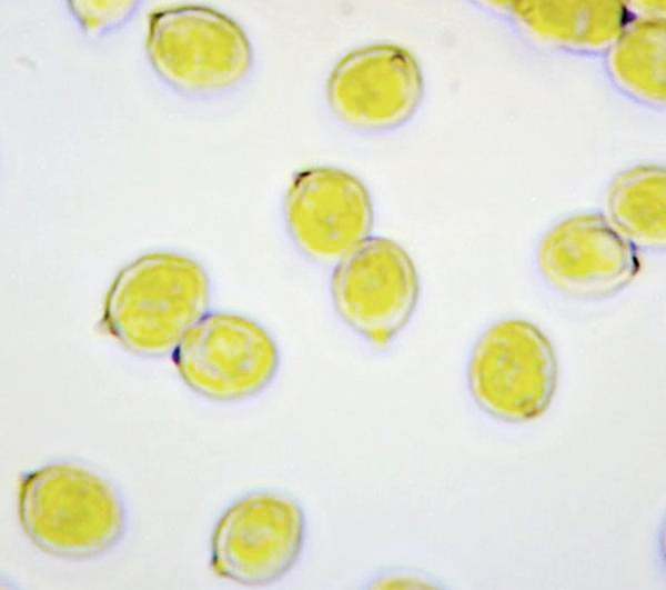 Spores of Rhodocybe gemina