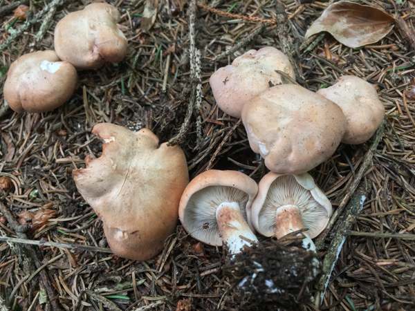 Entoloma lampropus