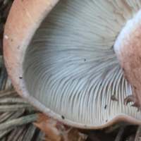Gills of Rhodocybe gemina
