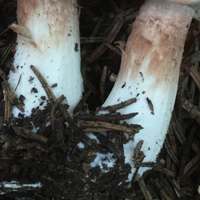 Stems of Rhodocybe gemina