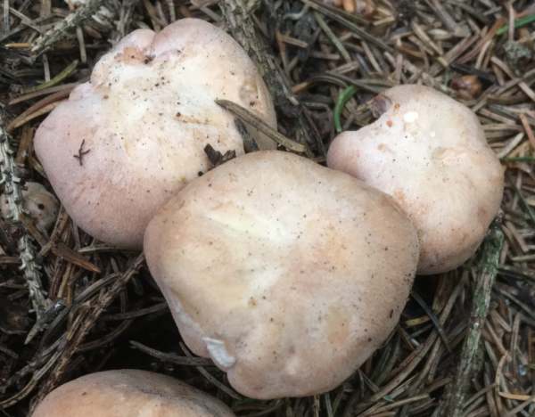Entoloma lampropus