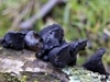 Exidia glandulosa, Witches' Butter fungus