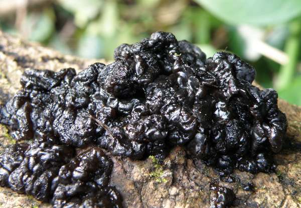 Exidia nigricans, a jelly fungus