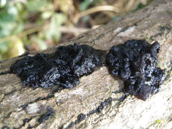 Exidia nigricans on a fallen Ash branch