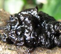 Closeup of Exidia nigricans fruitbody