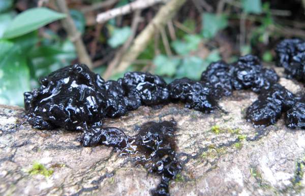 Exidia nigricans, central France
