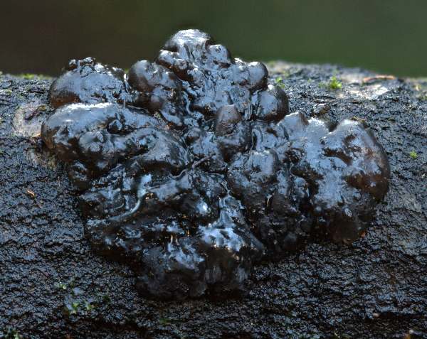 Exidia nigricans, New Forest, Hampshire, England, picture Dave Kelly