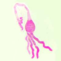 Guepinia helvelloides basidia