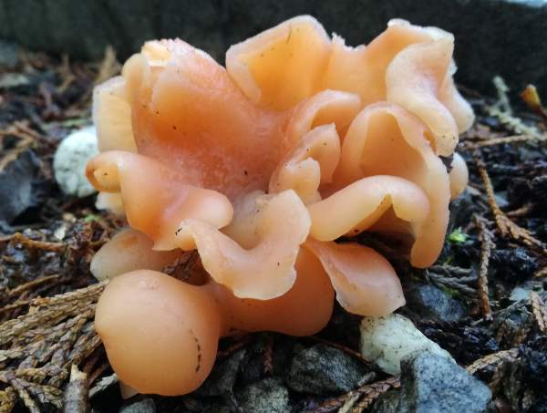 Guepinia helvelloides, Salmon Salad fruitbodies