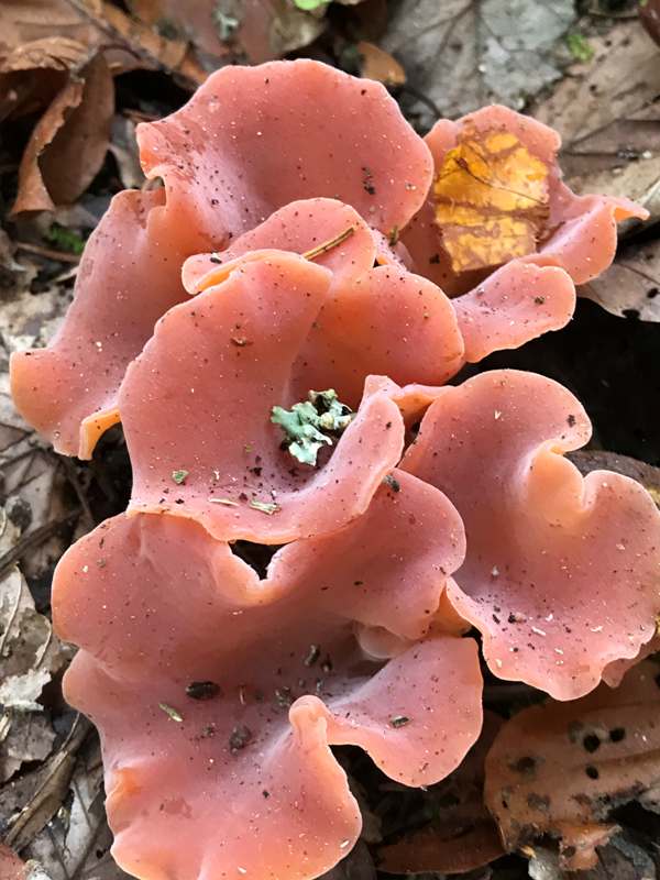 Guepinia helvelloides, Salmon Salad fungus, southern England