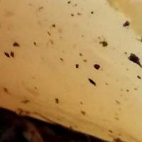 Infertile surface of Guepinia helvelloides, Salmon Salad fungus