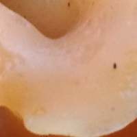 Fertile surface of Guepinia helvelloides, Salmon Salad fungus