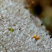 Pseudohydnum gelatinosum