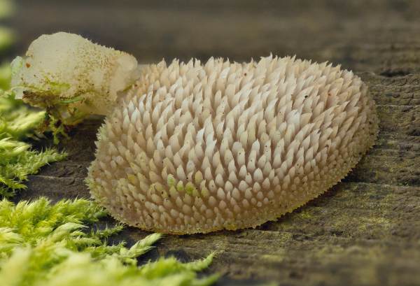 Pseudohydnum gelatinosum - Toothed Jelly Fungus, Hampshire, England