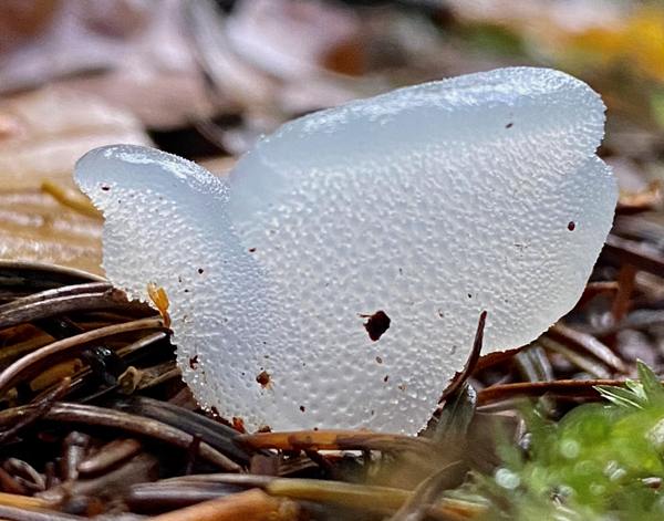 Pseudohydnum gelatinosum - Toothed Jelly Fungus, Ireland