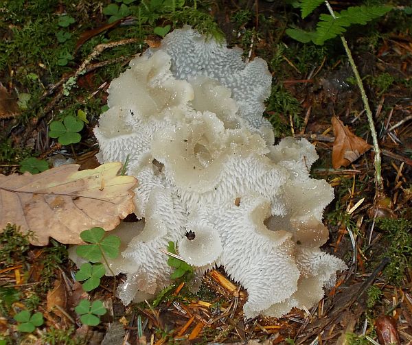 Pseudohydnum gelatinosum - Toothed Jelly Fungus, Scotland