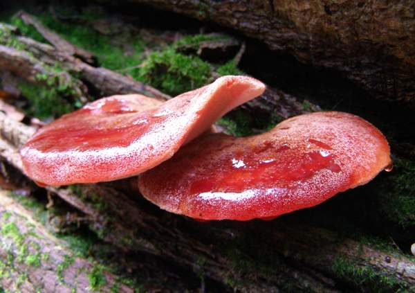 Beefsteak fungus