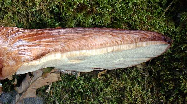 Beefsteak Fungus - cross section