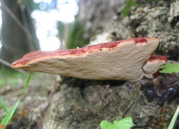 Fistulina hepatica - a mature fruitbody, France