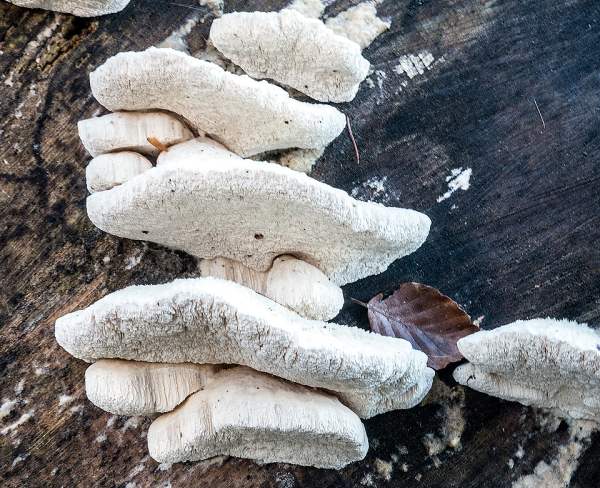 Cyanosporus subcaesia, tiers of brackets