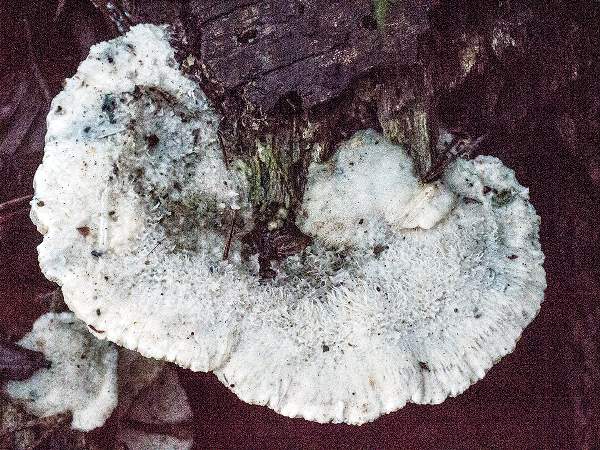 Cyanosporus subcaesia, top view