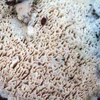 Fertile surface of Cyanosporus subcaesia