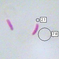 Spores, Daedaleopsis confragosa
