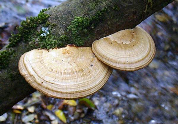 Daedaleopsis confragosa - Blushing Bracket