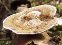 Cap of a Blushing Bracket