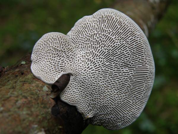 Underside of a complete Blushing Bracket showing how the sises and shapes of pores varies from rim to attachment point
